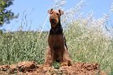 AIREDALE TERRIER 265
